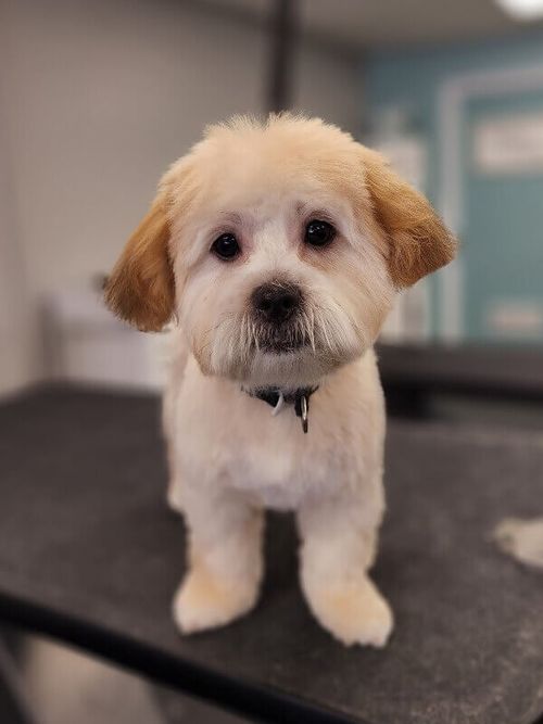 Dog Grooming in Plainfield, IN Katie's Dog Grooming